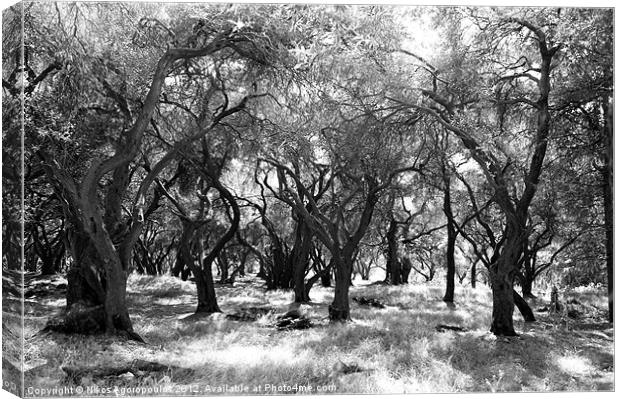 Agelong olive grove Canvas Print by Alfani Photography