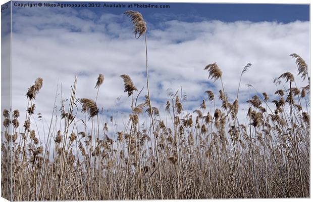 Windswept reeds 1 Canvas Print by Alfani Photography