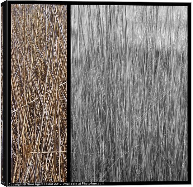 Reeds abstract 3 Canvas Print by Alfani Photography