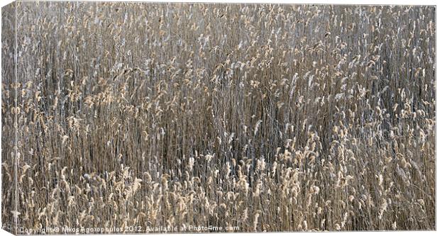 Reed waves Canvas Print by Alfani Photography