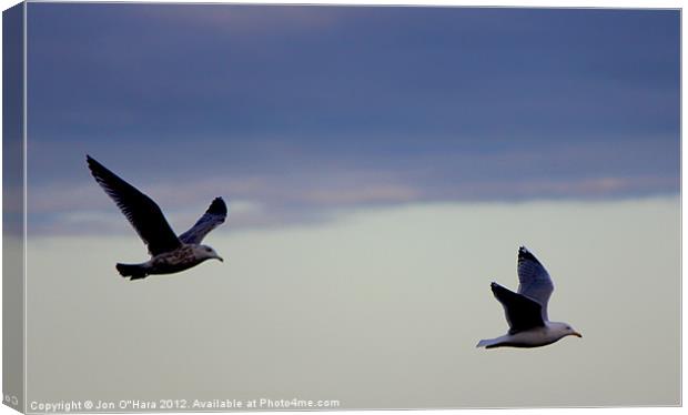 Gulls in Flight on Braighe Canvas Print by Jon O'Hara