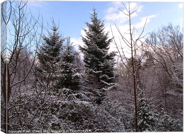 TREE SILHOUETTE SNOW Canvas Print by Jon O'Hara