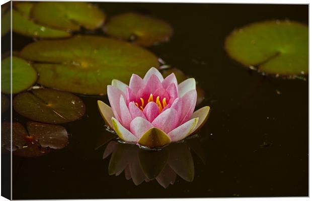 WATER LILY REFLECTION Canvas Print by Matthew Burniston