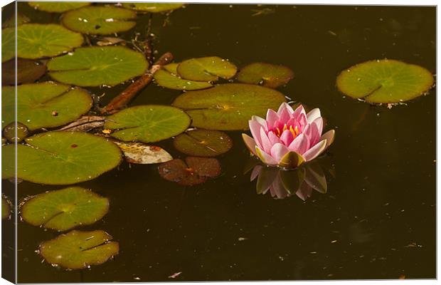 WATER LILY REFLECTION 2 Canvas Print by Matthew Burniston