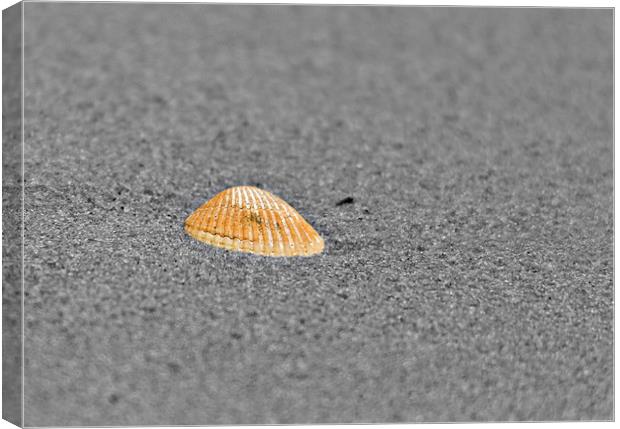 Lonely shell on the seashore Canvas Print by Matthew Burniston