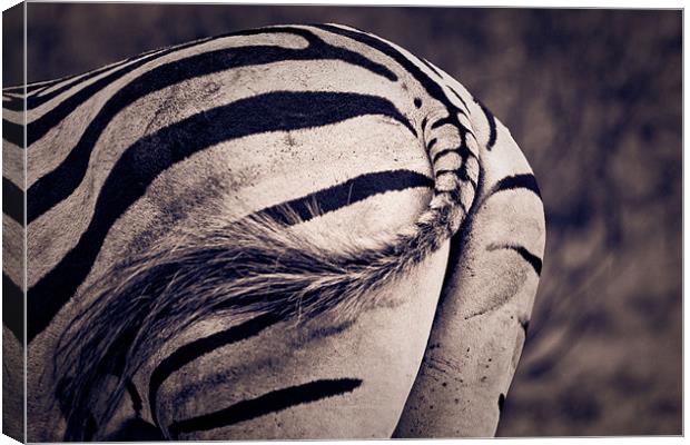 Zebra bum Canvas Print by daniel sprackman