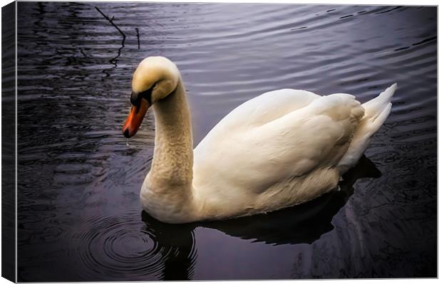 Swan on the River Wye Canvas Print by Alan Matkin