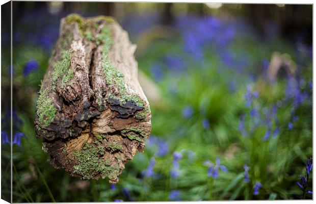 Wood Amongst Bluebells Canvas Print by David Shackle