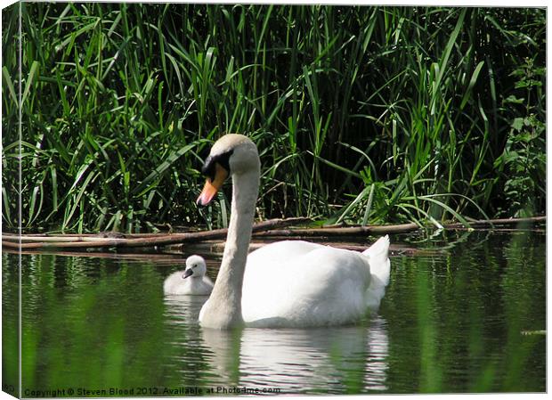 Swan and Sygnet Canvas Print by Steven Blood