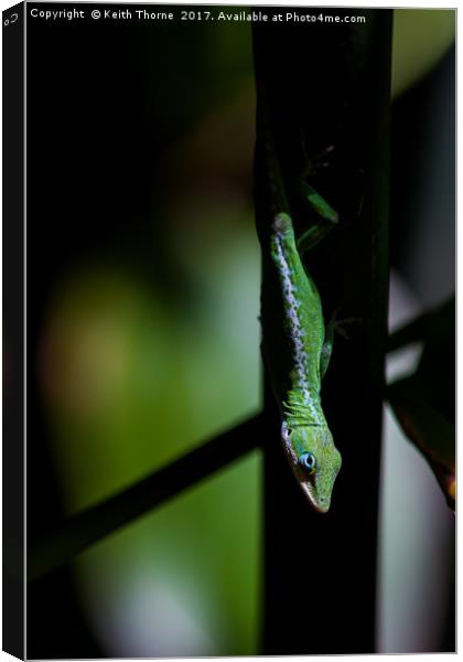 Anole in the shadows Canvas Print by Keith Thorne