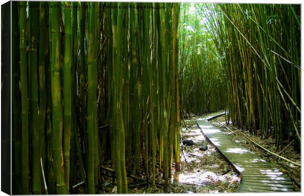 Bamboo Trail Canvas Print by Keith Thorne