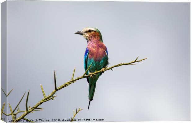 Lilac-Breasted Roller Canvas Print by Keith Thorne