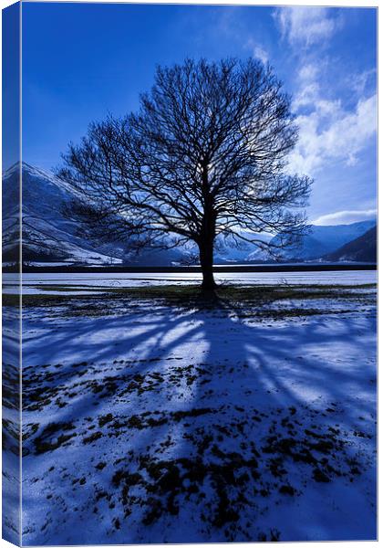 Sun Tree Canvas Print by Gary Finnigan