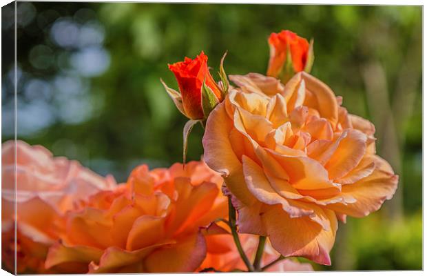 A Rose Canvas Print by Gary Finnigan