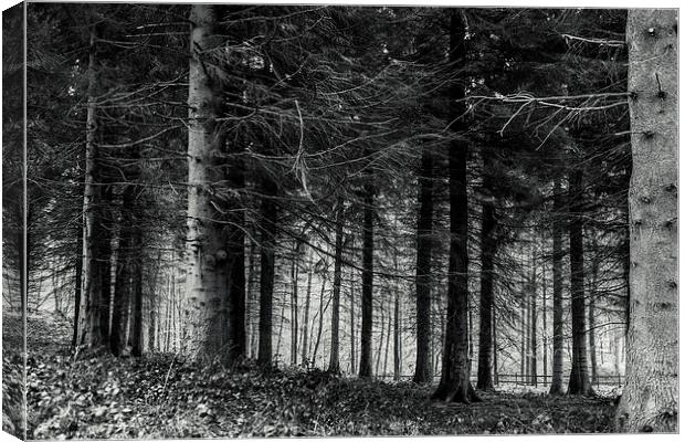 Forest Canvas Print by Gary Finnigan
