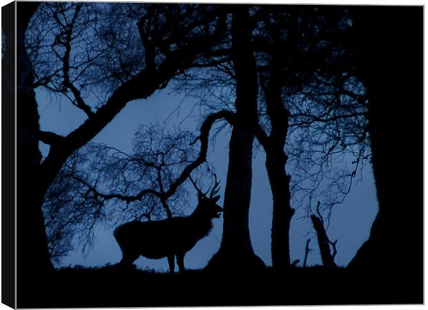 Stag Canvas Print by Gary Finnigan