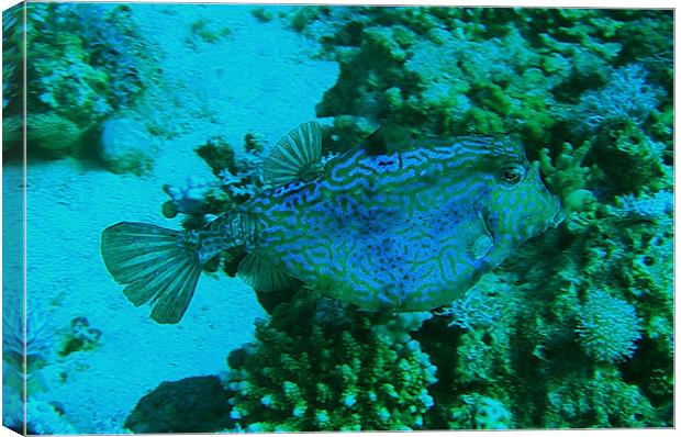 RED SEA BOX FISH Canvas Print by andy grayson