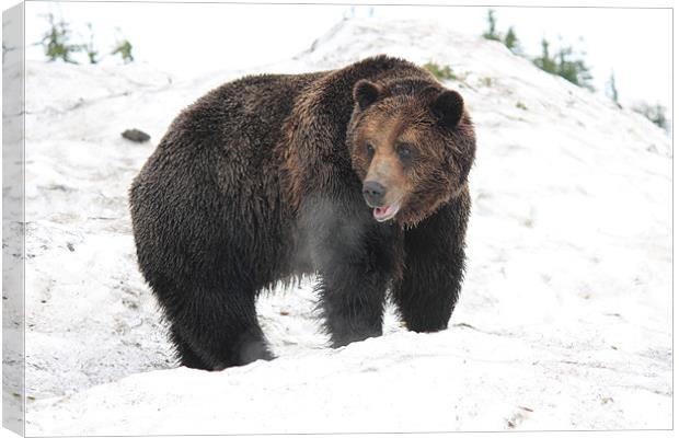 NA grizzly bear in snow Canvas Print by Wally Stubbs