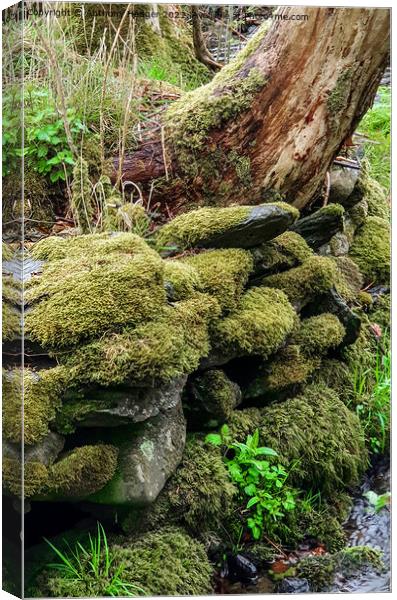 Moss covered wall Canvas Print by Anthony Hedger