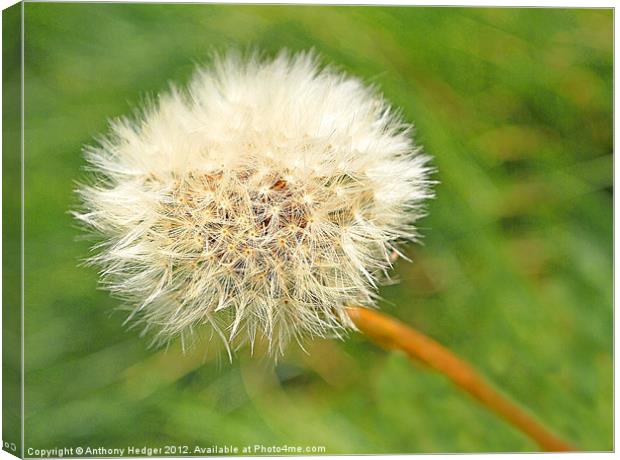 Dandelion Seed Canvas Print by Anthony Hedger