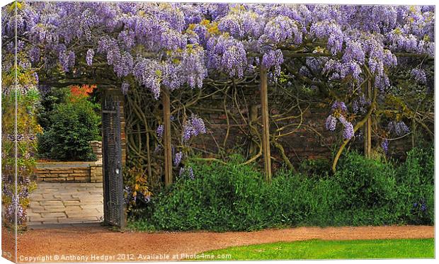 Wall of Wisteria Canvas Print by Anthony Hedger