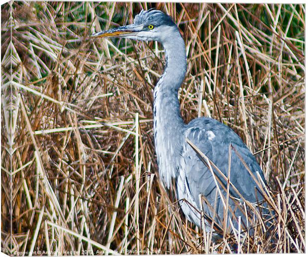 Heron Canvas Print by Anthony Hedger
