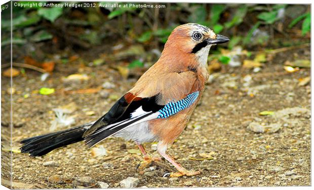 Jay Canvas Print by Anthony Hedger