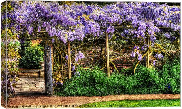 Wall of Wisteria HDR Canvas Print by Anthony Hedger