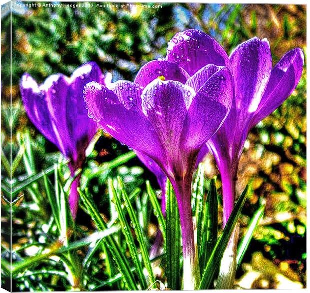 Garden Crocus HDR Canvas Print by Anthony Hedger