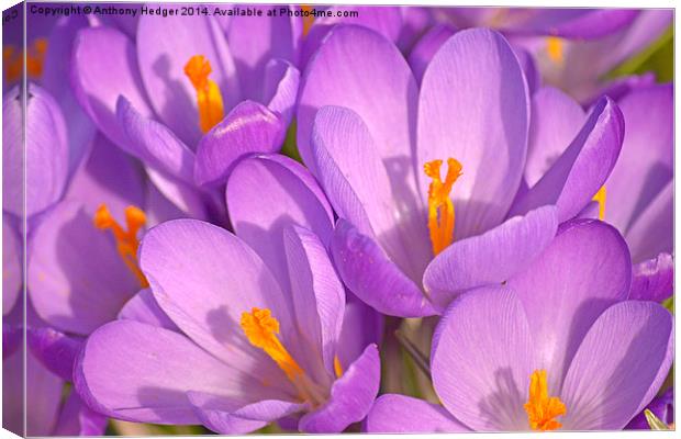 Purple crocus Canvas Print by Anthony Hedger