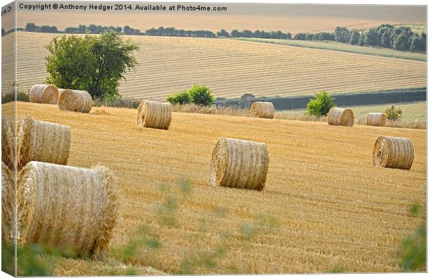  The Cornfield Canvas Print by Anthony Hedger