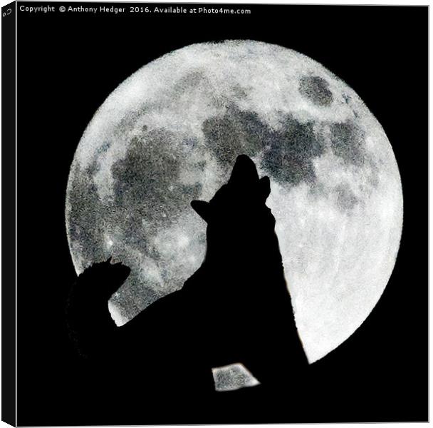 Moon Dog Canvas Print by Anthony Hedger