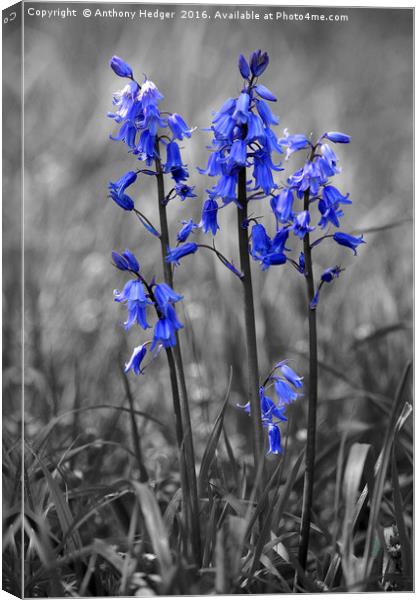 Bluebell Heads Canvas Print by Anthony Hedger