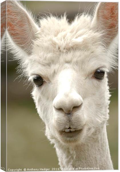 The Posing Alpaca Canvas Print by Anthony Hedger