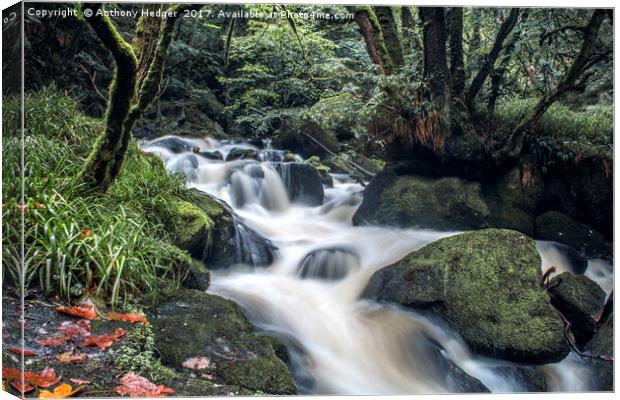 Golitha Falls Canvas Print by Anthony Hedger