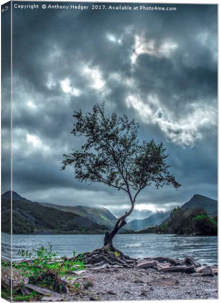 Lone Tree at Llyn Padarn Canvas Print by Anthony Hedger