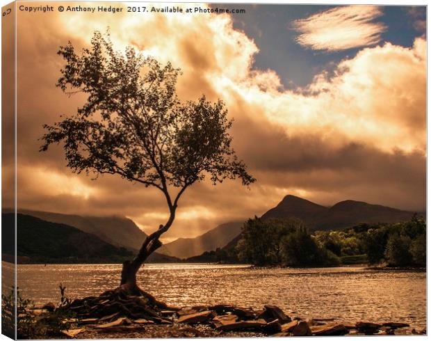 The Lone Tree at Llyn Padarn Canvas Print by Anthony Hedger