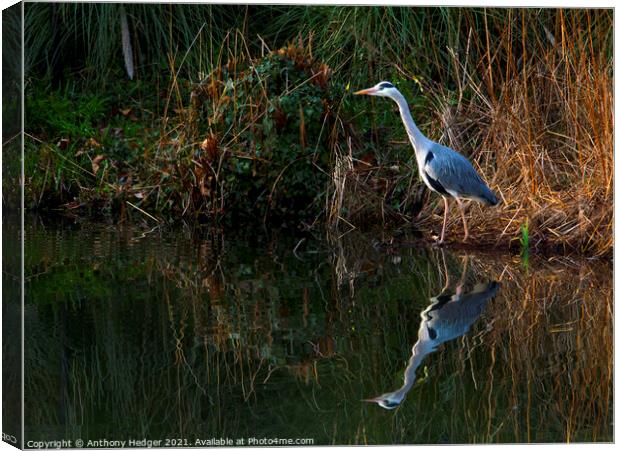 The Heron Canvas Print by Anthony Hedger