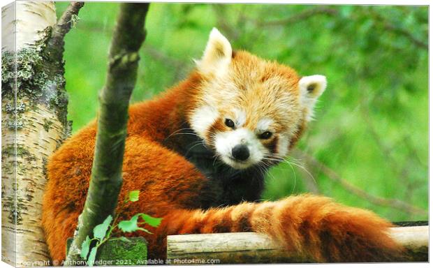 The Red Panda Canvas Print by Anthony Hedger