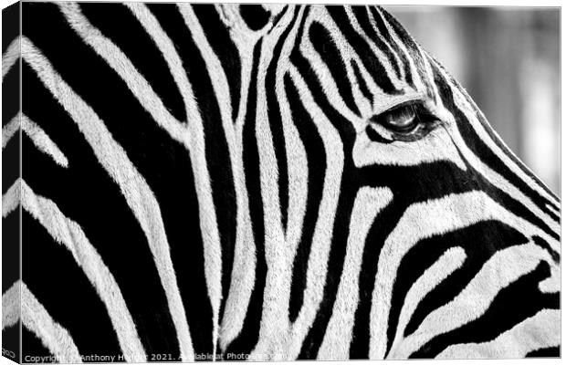 Zebra face Canvas Print by Anthony Hedger