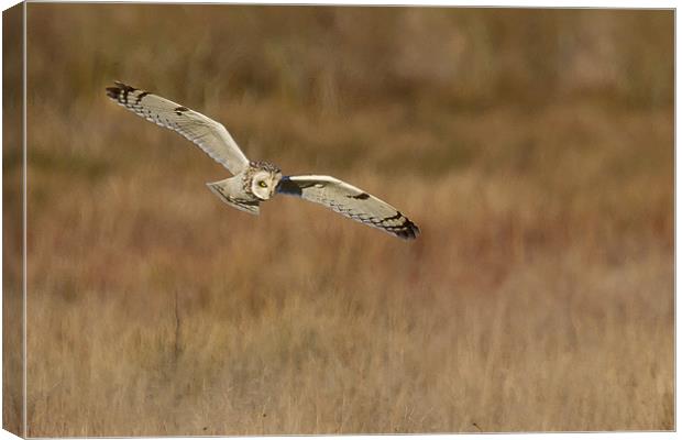 short eared owl hunting Canvas Print by Andy Allen
