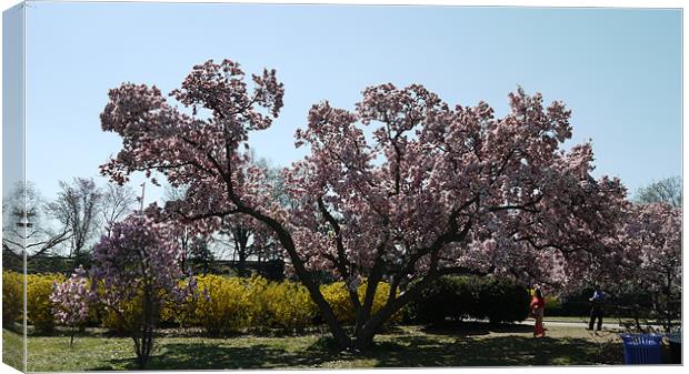 Magnolia Blossom Canvas Print by Rong  Kruckner
