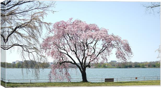 Japanese Cherry Tree Canvas Print by Rong  Kruckner