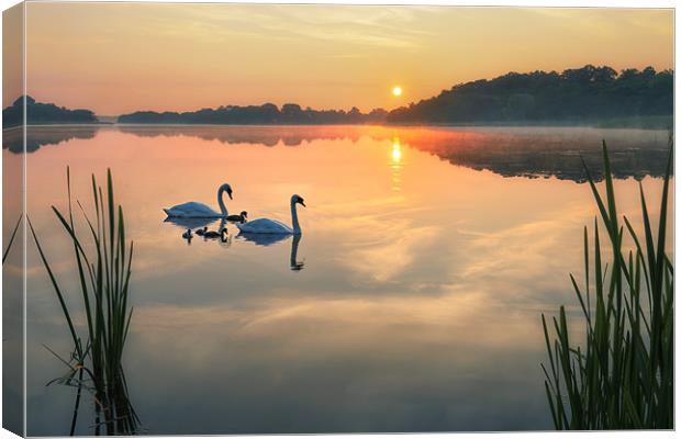 Dawn tranquility on the Norfolk Broads Canvas Print by steve docwra