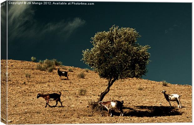 Mountain Goats around Olive Tree Canvas Print by JG Mango