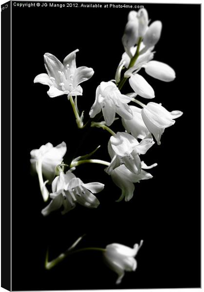 White Bluebells Canvas Print by JG Mango