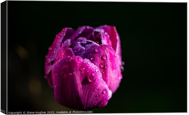 Morning dew on the Tulip flower Canvas Print by Steve Hughes