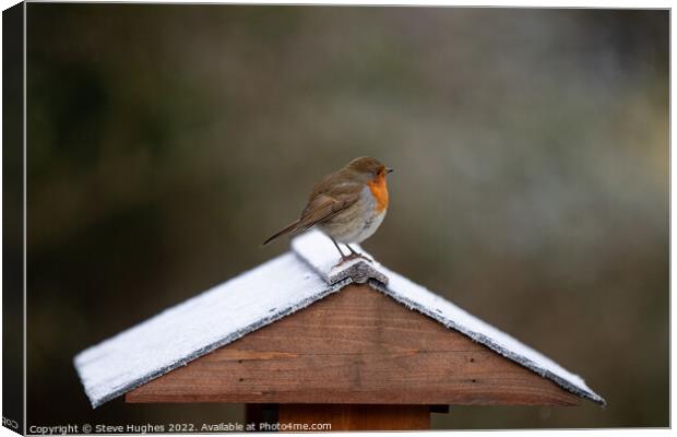 Robin scouting its territory Canvas Print by Steve Hughes