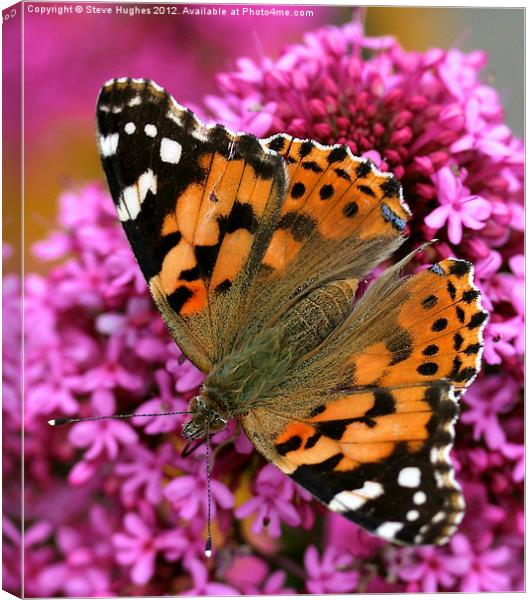 Painted Lady Butterfly Canvas Print by Steve Hughes