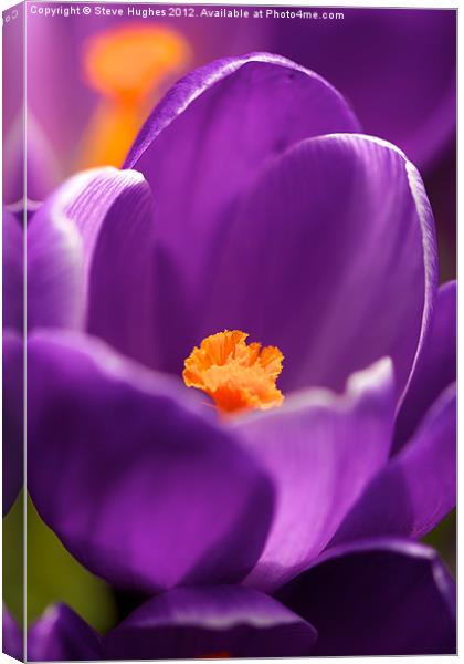 Spring Purple Crocus flower Canvas Print by Steve Hughes
